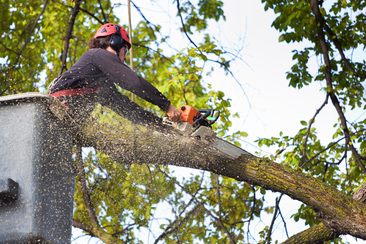 tree service in athens, ga